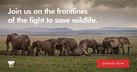 Donate & help save wildlife WCS .